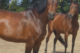 ESCOLA EQUESTRE D´AVEIRO
