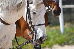 ESCOLA EQUESTRE D´AVEIRO