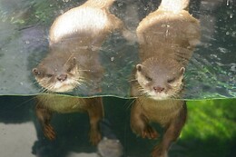 FLUVIÁRIO DE MORA