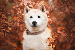 Camille Changeur Photographe