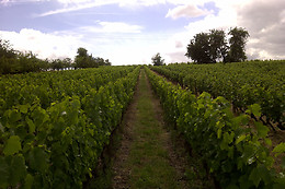 Cabernet & Côt