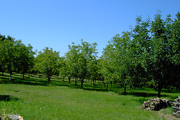 La Noyeraie