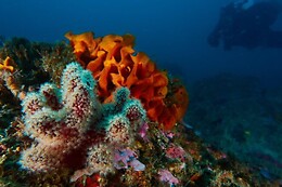 Anthia Diving Center