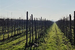 De Fruitloods Olmenhorst