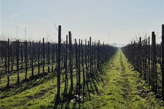 De Fruitloods Olmenhorst - photo 6
