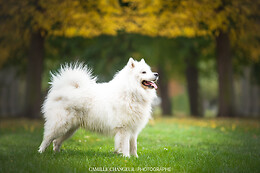 Camille Changeur Photographe