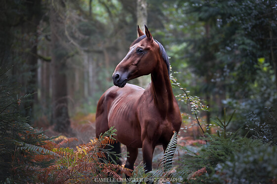 Camille Changeur Photographe - photo 5