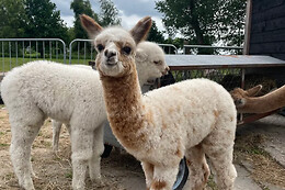 Alpaca Langeslag