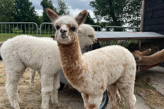 Alpaca Langeslag - photo 0