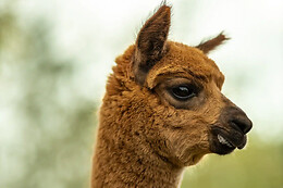 Alpaca Langeslag