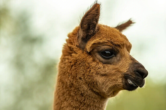 Alpaca Langeslag - photo 2