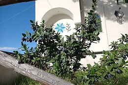 Villa Mazza al Vesuvio