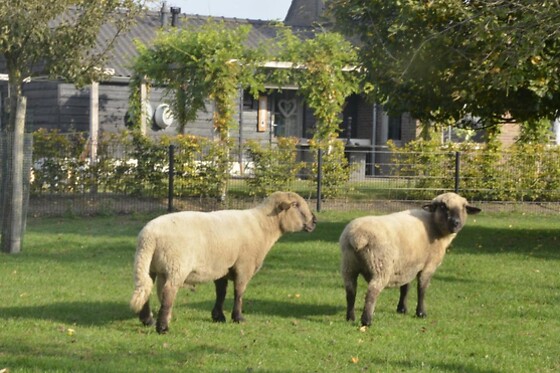 De Bongerd, The Orchard - photo 4