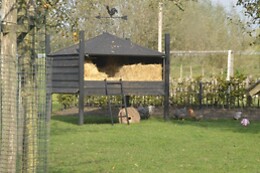 De Bongerd, The Orchard