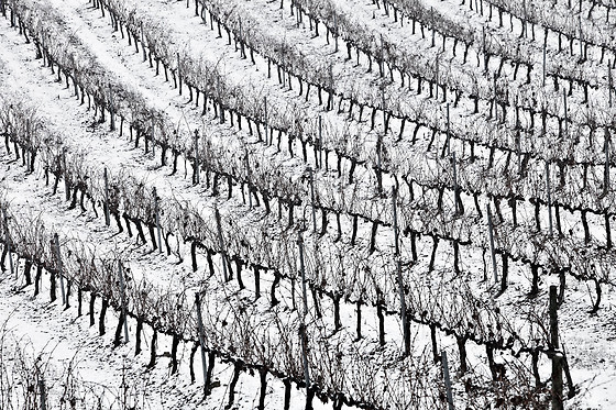BODEGA FINCA CARDABA - photo 5