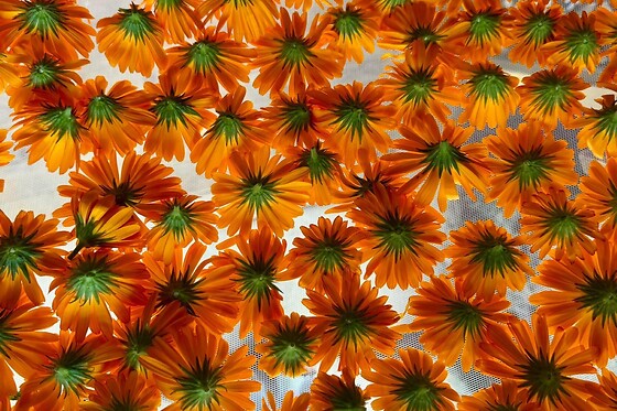 Anthemis - photo 2