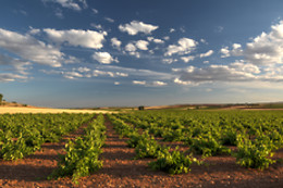 BODEGA CAMPOS DE DULCINEA