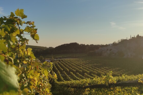 Tasi vini - photo 1