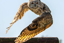 Falconcrest Roofvogel Park