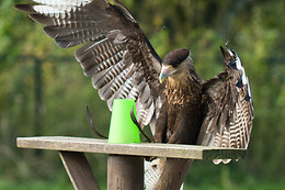 Falconcrest Roofvogel Park