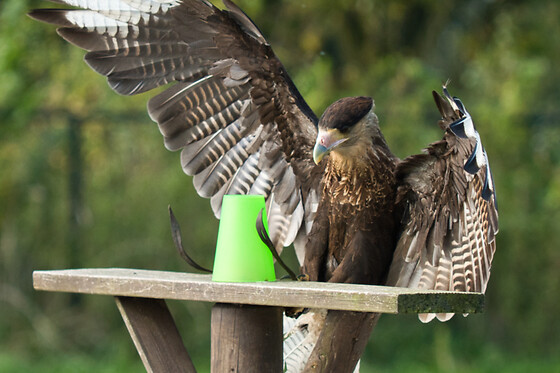 Falconcrest Roofvogel Park - photo 3