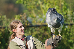 Falconcrest Roofvogel Park