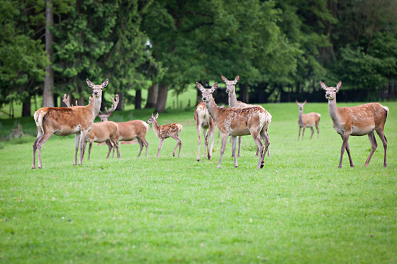 Parc Forestia - photo 2