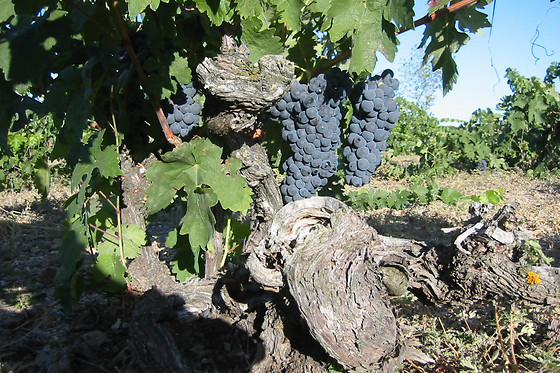 BODEGA EL MOSAICO DE BACO - photo 1