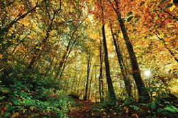 Eco Life Experience - Fuga Perfeita