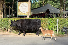 Boscafé de Nachtegaal