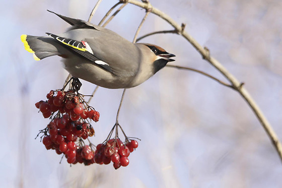 Birding Holland Oostvaardersplassen - photo 3