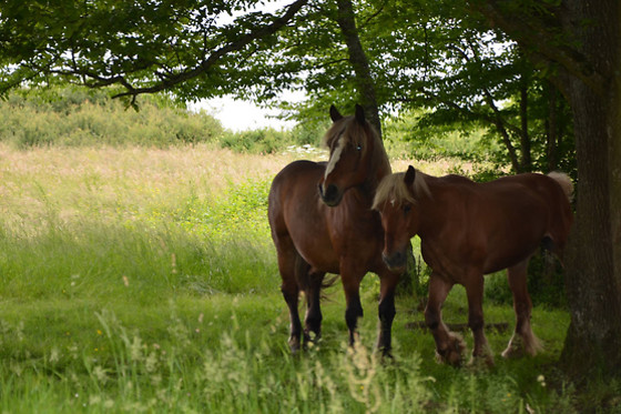 Attelage passion - photo 0