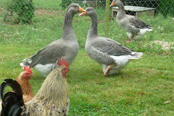 Ferme de creac'h gourlès - photo 3