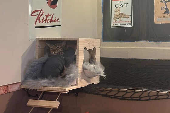 Cup Cats - Bar à Chats - photo 0